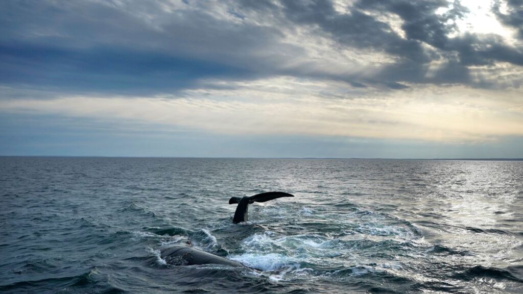 Bundestag Approves Germany’s UN Ocean Treaty Ratification