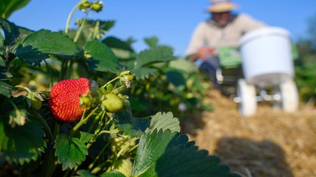 Bio-Anbau Deutschland: Nachfrage boomt, Flächen hinken hinterher