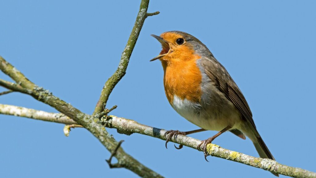 Vögel singen im Frühling: Warum der morgendliche Chor beginnt