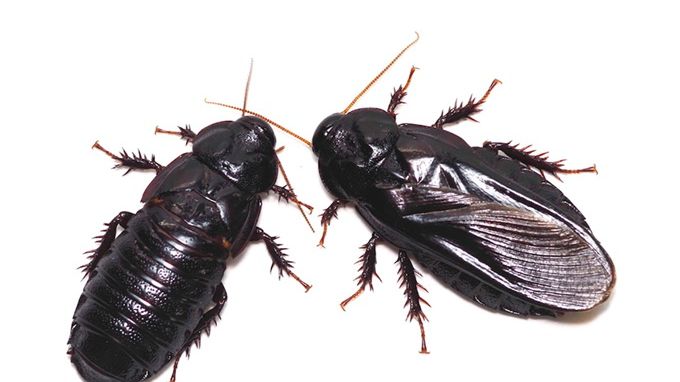 Flügel-Fressen als Liebesbeweis: Taiwanische Holzschaben überraschen