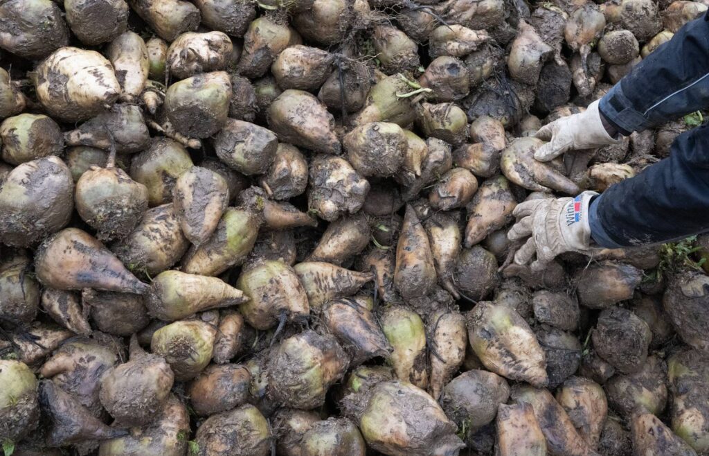 Schlechte Zuckerrübenernte bedroht Zuckerproduktion Schlechte Zuckerrübenernte bedroht Zuckerproduktion